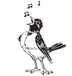 birdLogo