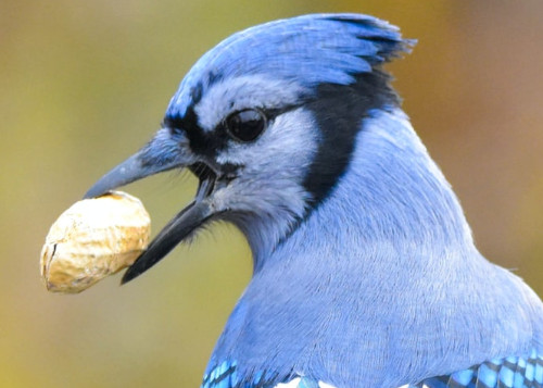 storyBird