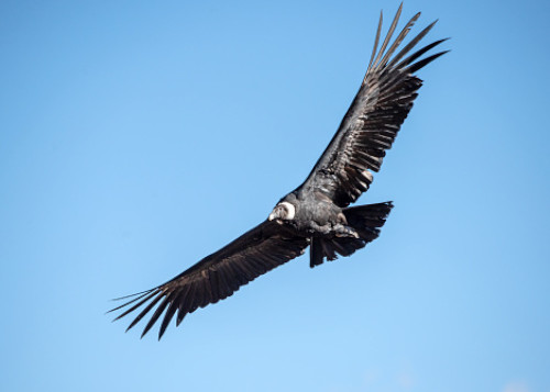 storyBird