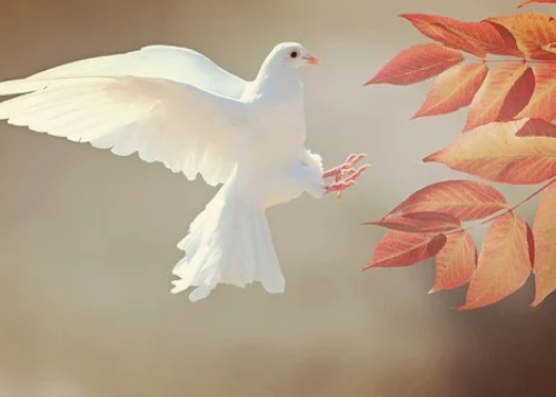 storyBird