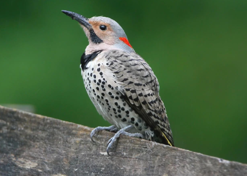 storyBird