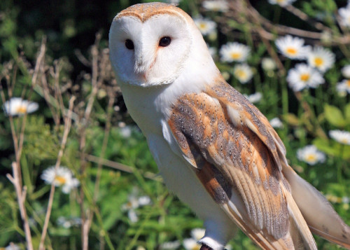 storyBird