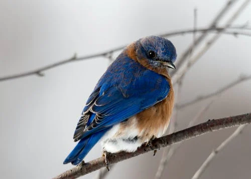 storyBird