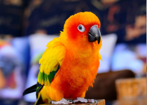 storyBird