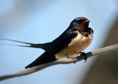 storyBird